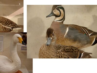 SwansGooseDucks collage.jpg