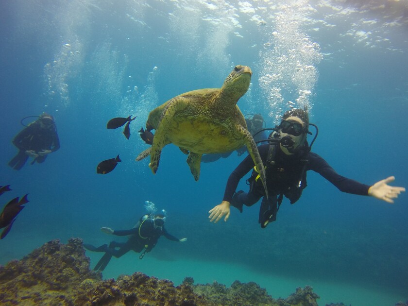 four scuba divers are swimming around a sea turtle with coral underneath them.