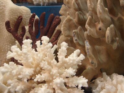 Coral.jpg