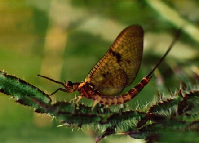 Mayfly