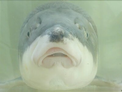 June Sucker Recovery Implementation Program: a brief history (Chris Keleher)