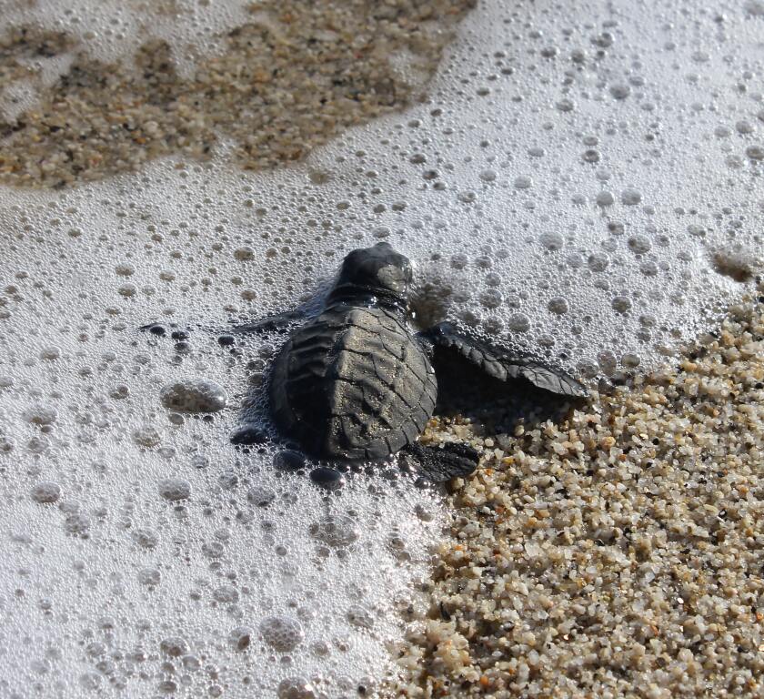 A small olive ridley turtle on the sand.