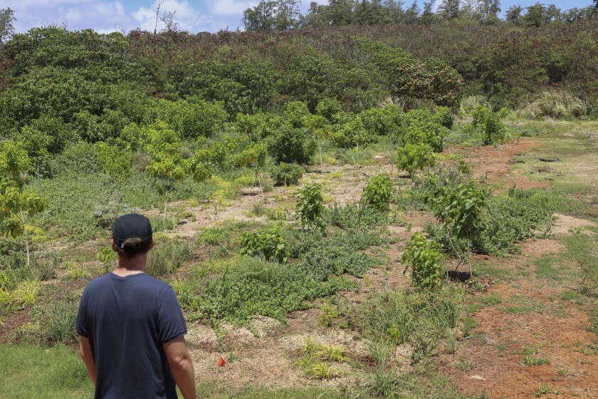 Spencer Ingley looks over the habitat restoration site
