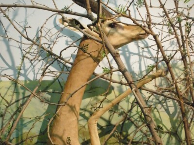 Gerenuk.jpg
