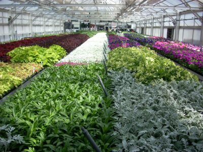 BYU Grounds greenhouse.