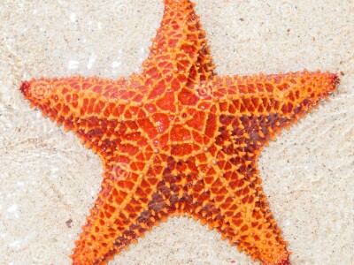 SeaStar.jpg