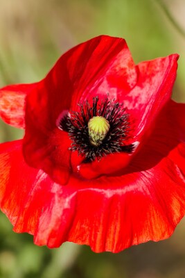 Close up of a wildflower in Rock Canyon, Provo, with sun behind.