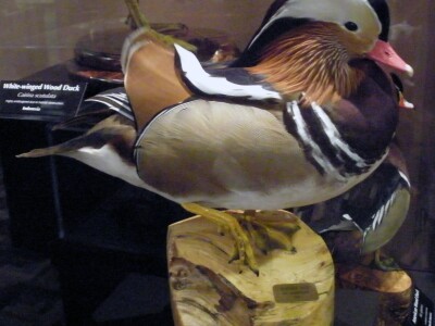 Mandarin Duck.jpg