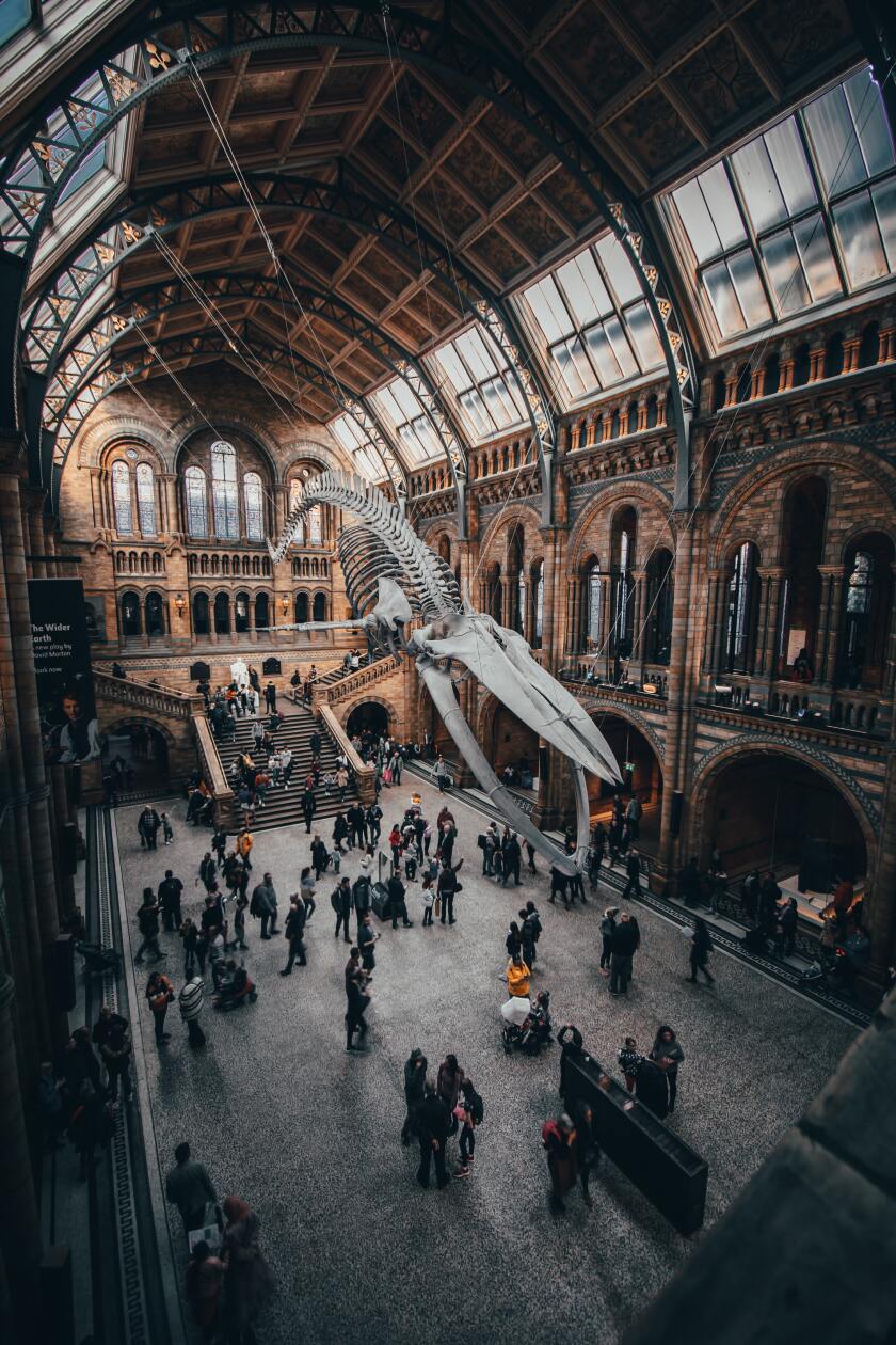 Whale skeleton in museum.