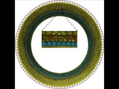 Simulations of proposed mechanisms of FtsZ-driven cell constriction