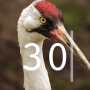 Whooping Crane