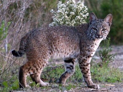 Bobcat.jpg