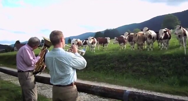 cows.jpg