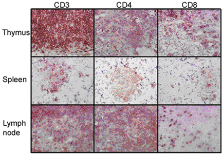 IHC-of-lymphoid-organs.png