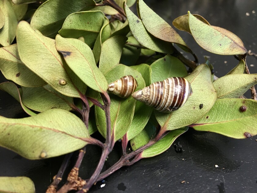 Two brown and white lined snails on the underside of some leaves.