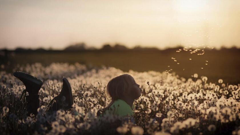 Research compares children's temperaments to dandelions and orchids.