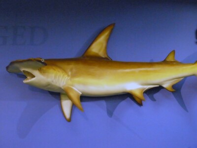 Hammerhead.jpg