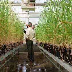 Professors stand between oat plants in a greenhouse