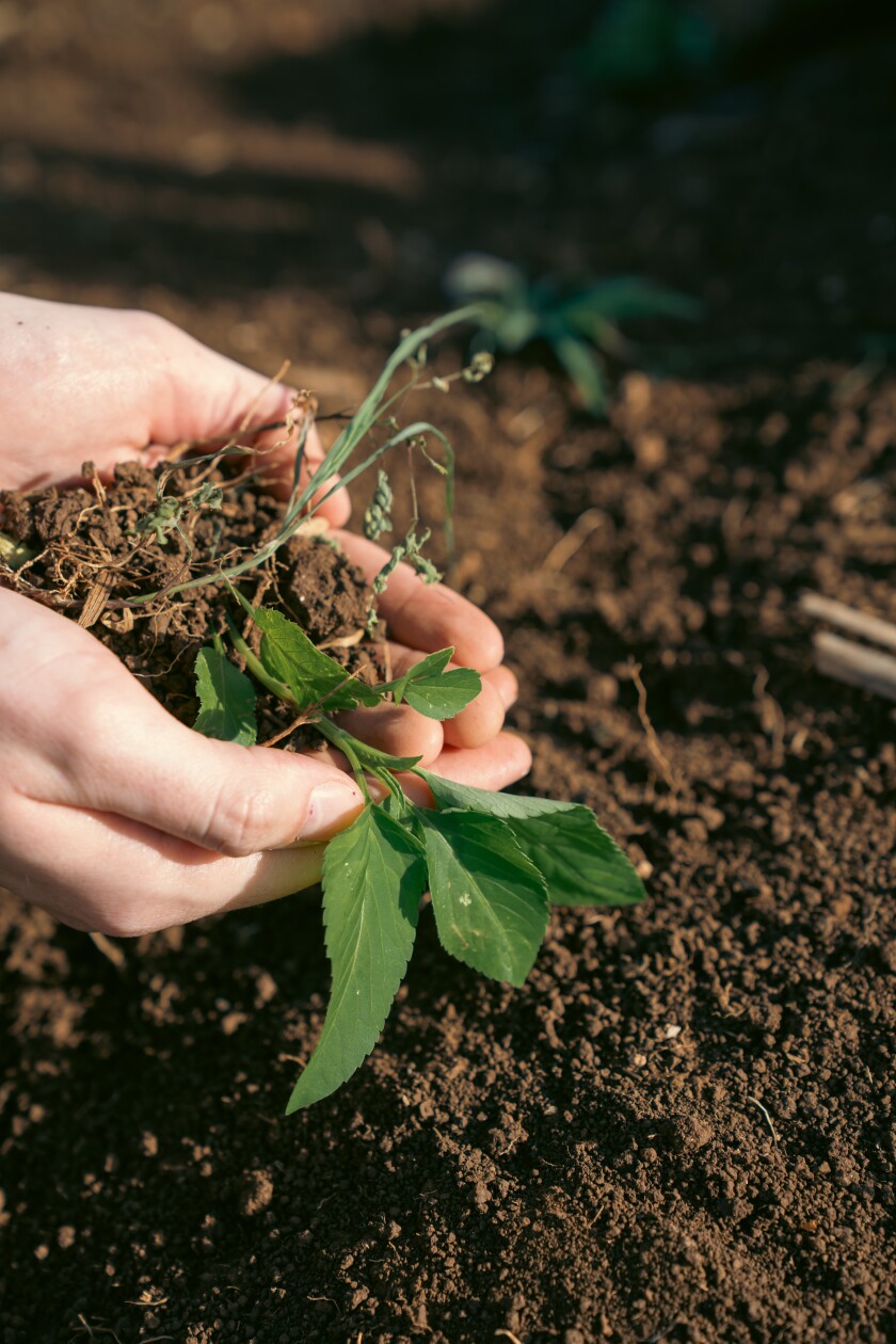 A pair of hands holds a pile of dirt close to the ground with a green sprout growing out of it.