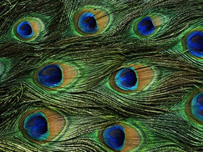peacock tail feathers.jpg