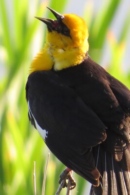 Yellow-headed Blackbird