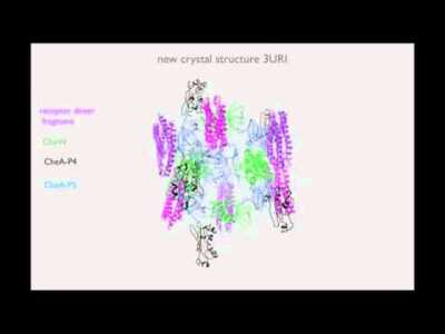 Hi-Res Chemoreceptor Array Structure