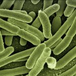 A microscopic view of bacteria.