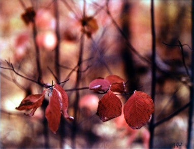 RED LEAVES