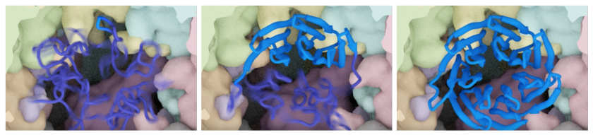 willardson protein pictures.png