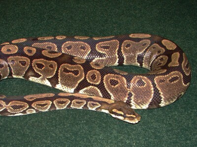 Monte the snake.jpg