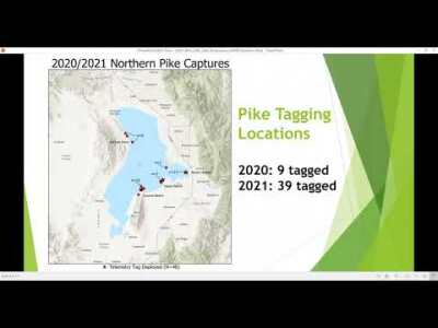 Northern Pike Monitoring Efforts in Utah Lake, 2020-21 (Keith Lawrence and Dale Fonken)